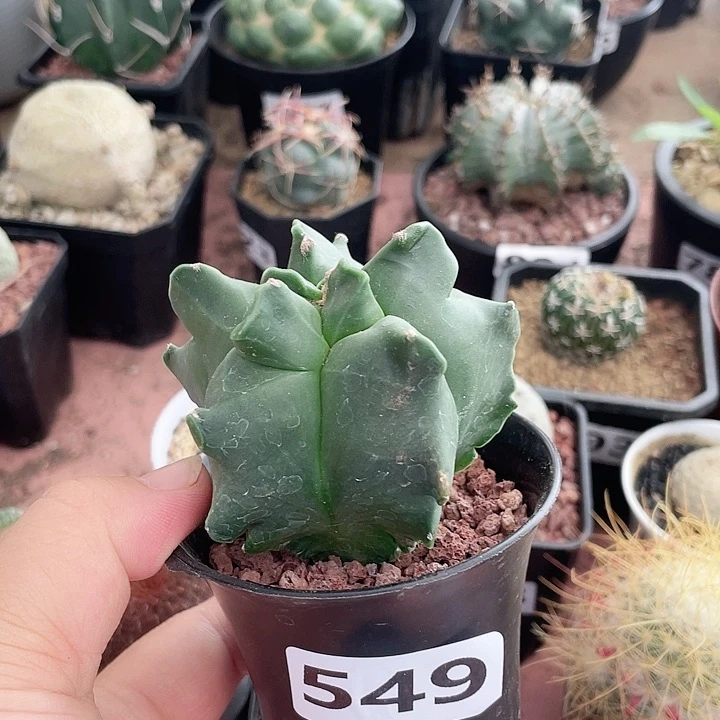 549实生角油龟甲栾凤