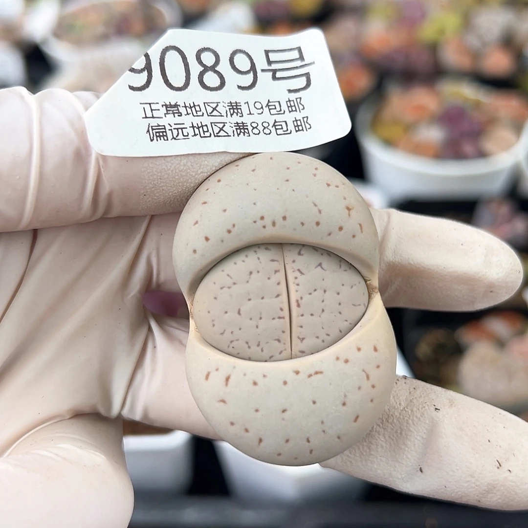 9089五年大白4.5cm