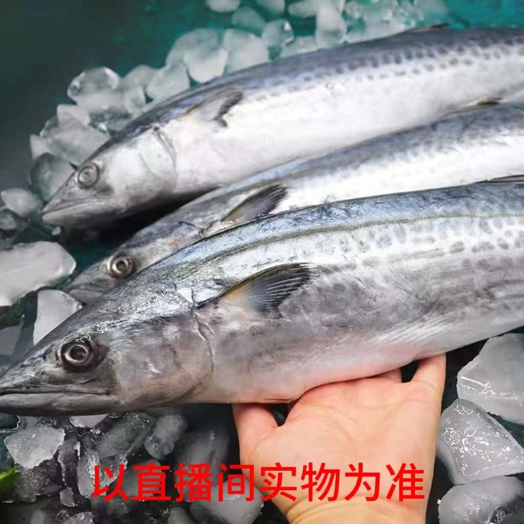 大连发货  破肚残马鲛鱼残鲅鱼（顺丰包邮）（不负责任何售后）