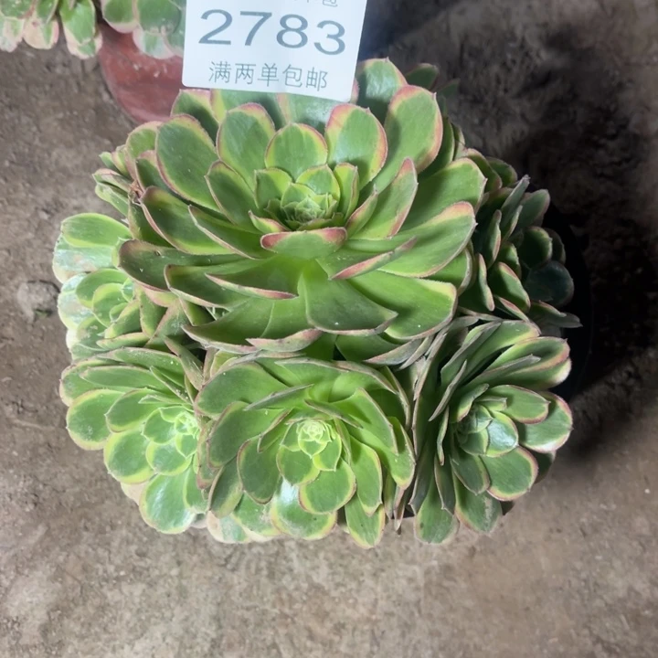 2783奶白的人多肉的