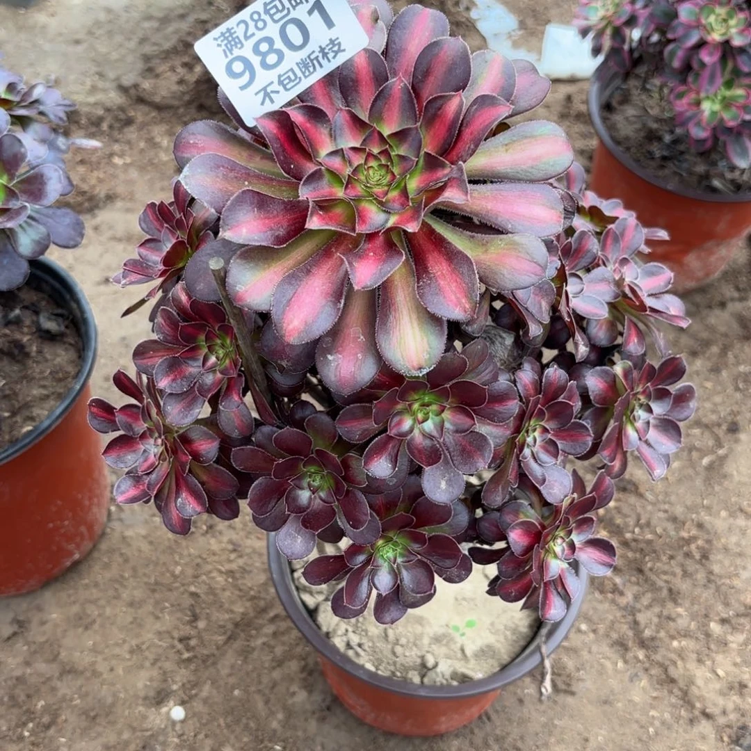 N. 9801冰淇淋中班多肉。ba