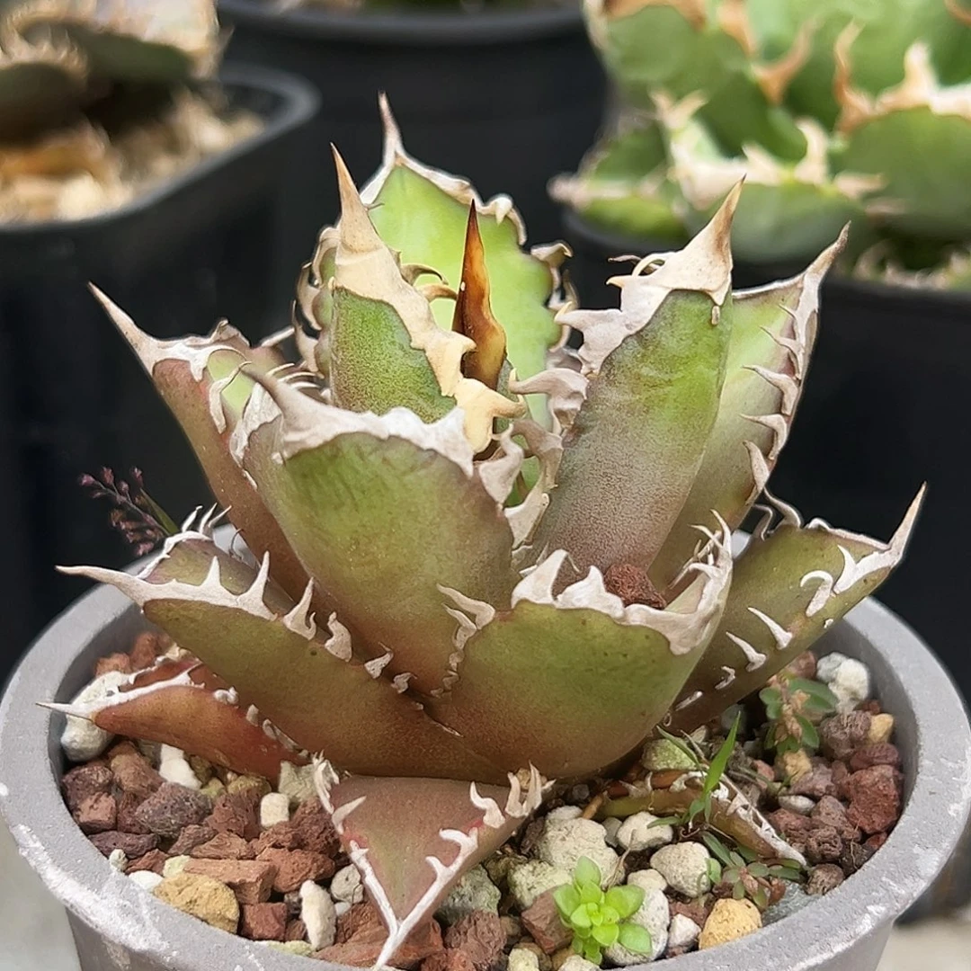 红猫一物一拍偏远不包邮不退不换