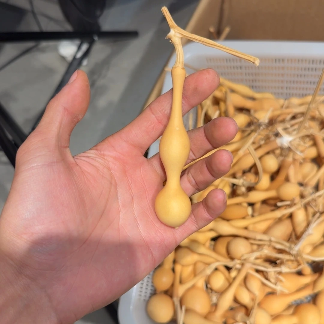 ****咩發財精品葫芦闪购