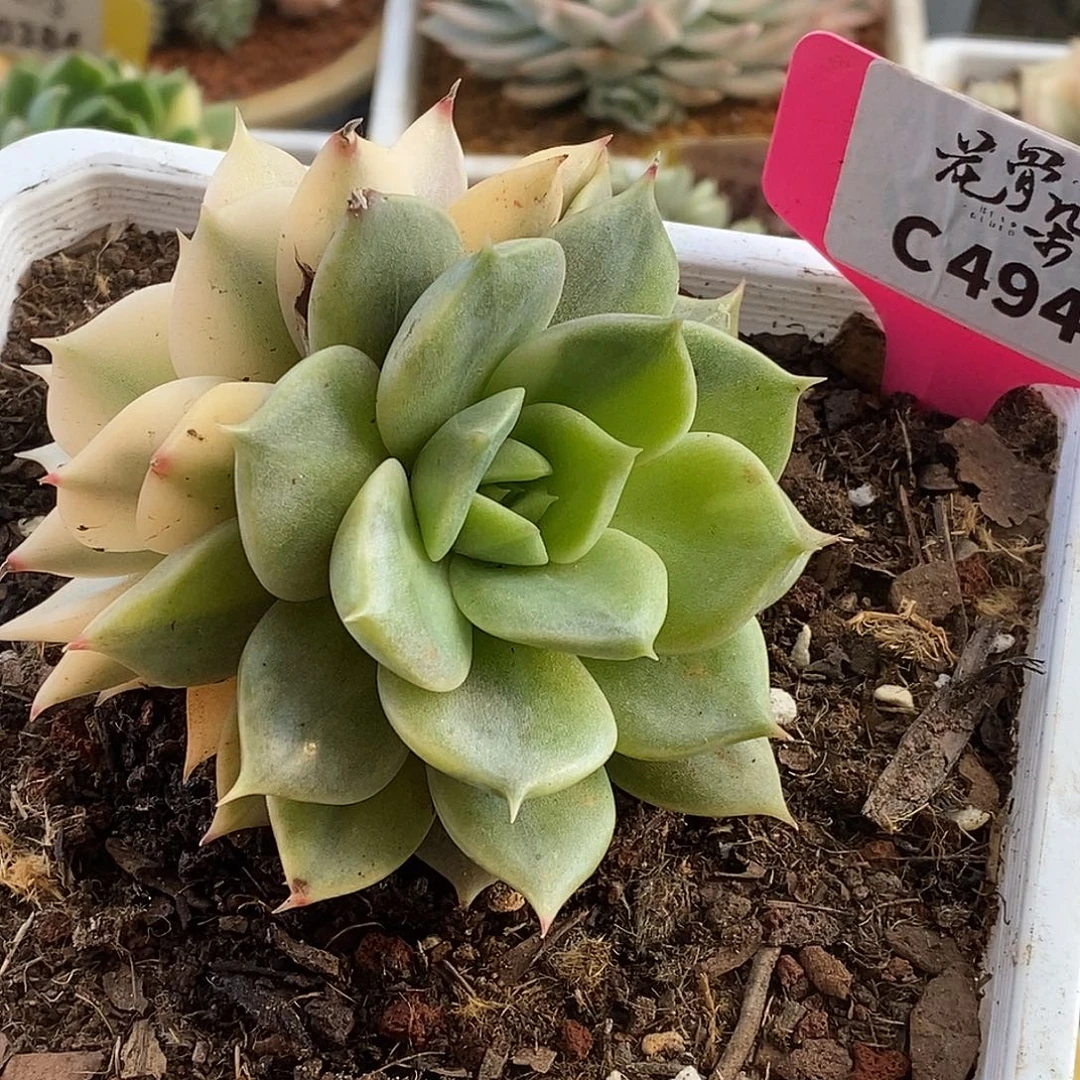 494绿体贝加尔湖哈哈哈