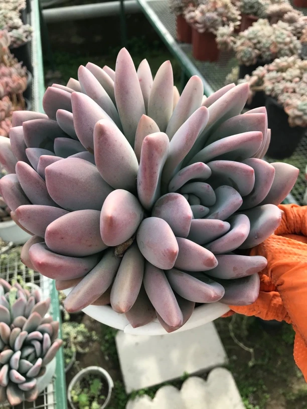 奥普琳娜老桩盆栽大群18-20㎝冠幅易度夏粉红多肉