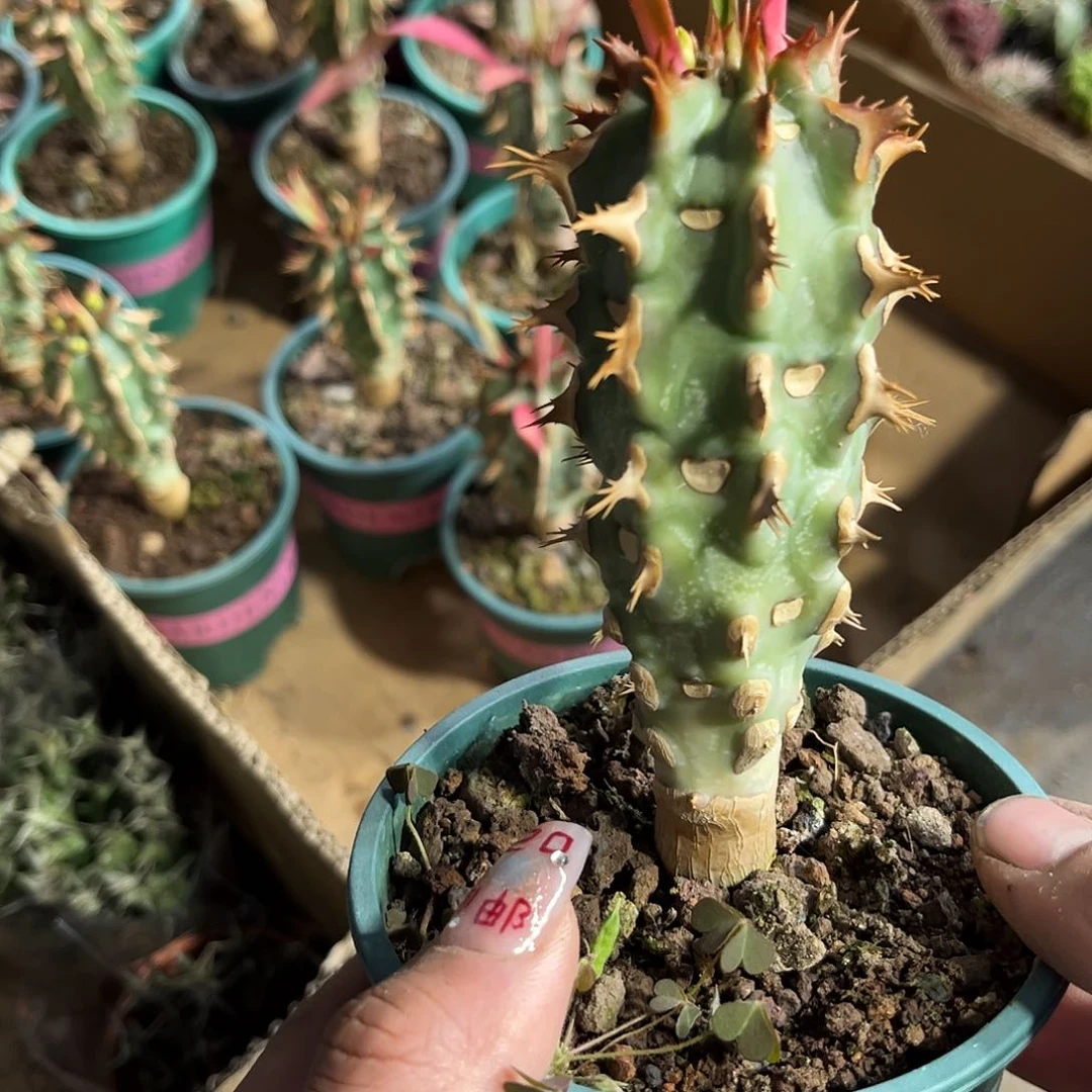 单头喷火龙单头发货有根