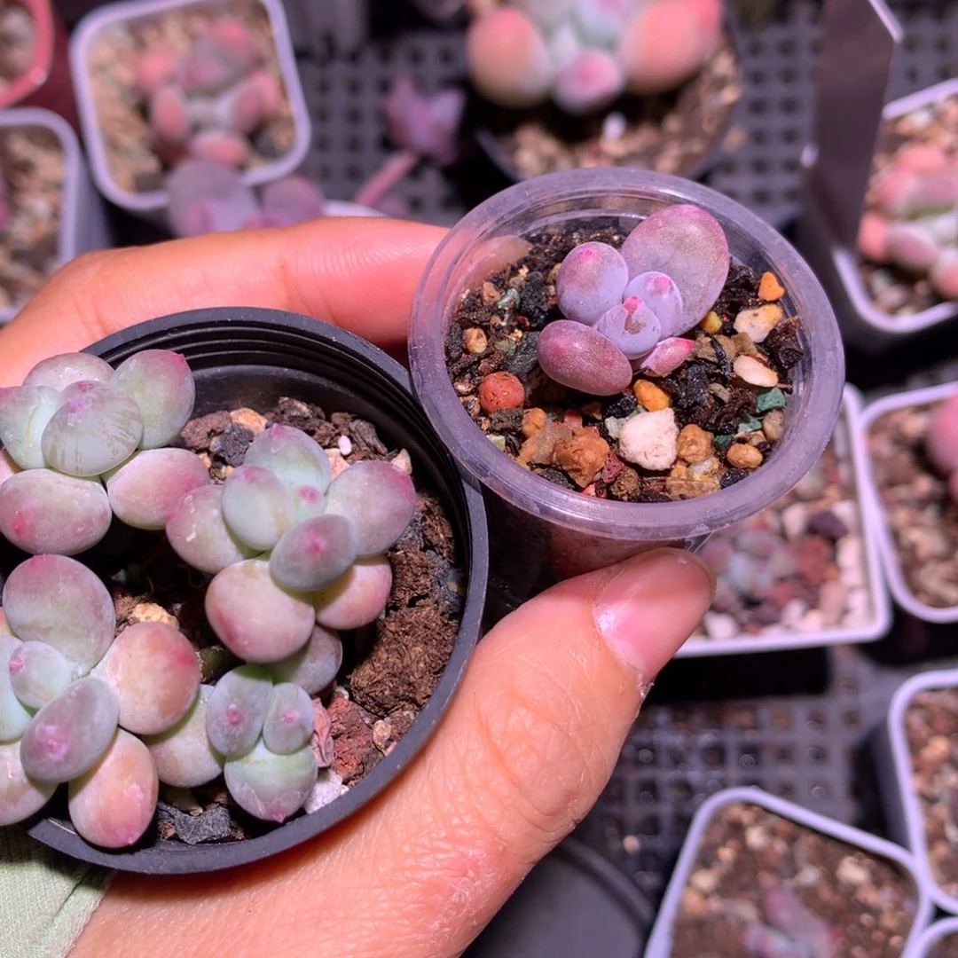 菲***焙给哈狗和高后给一起