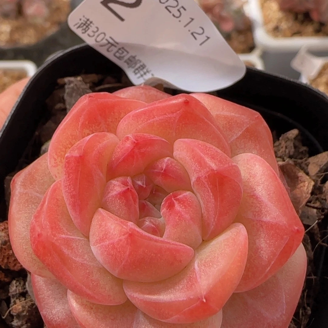 天使珍妮单头一颗脱土