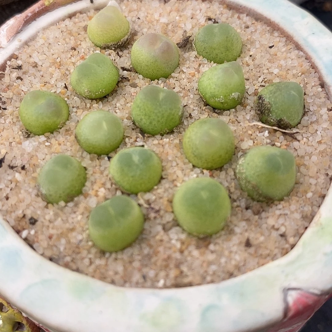 拉登一棵0.6-0.8厘米