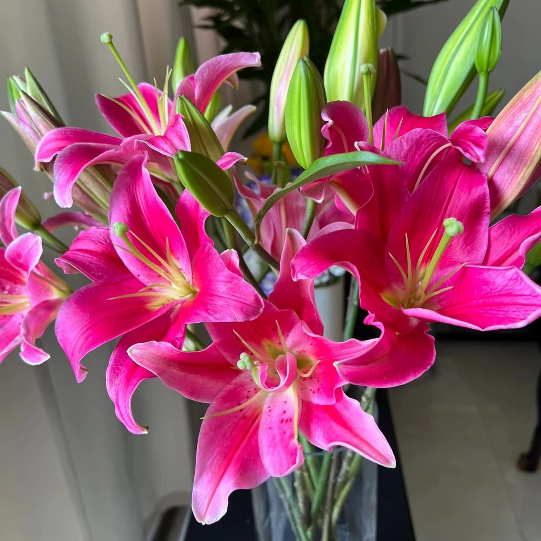 红色西诺红五支多头