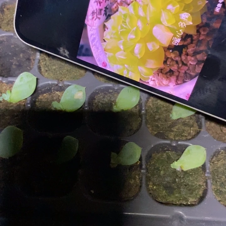 清扬826芽苗一个多肉