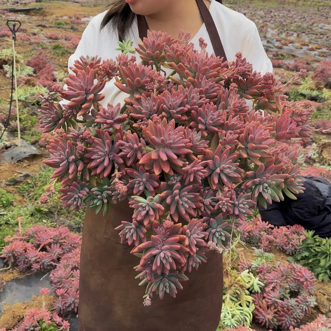 秋丽 一颗断头断枝不包损