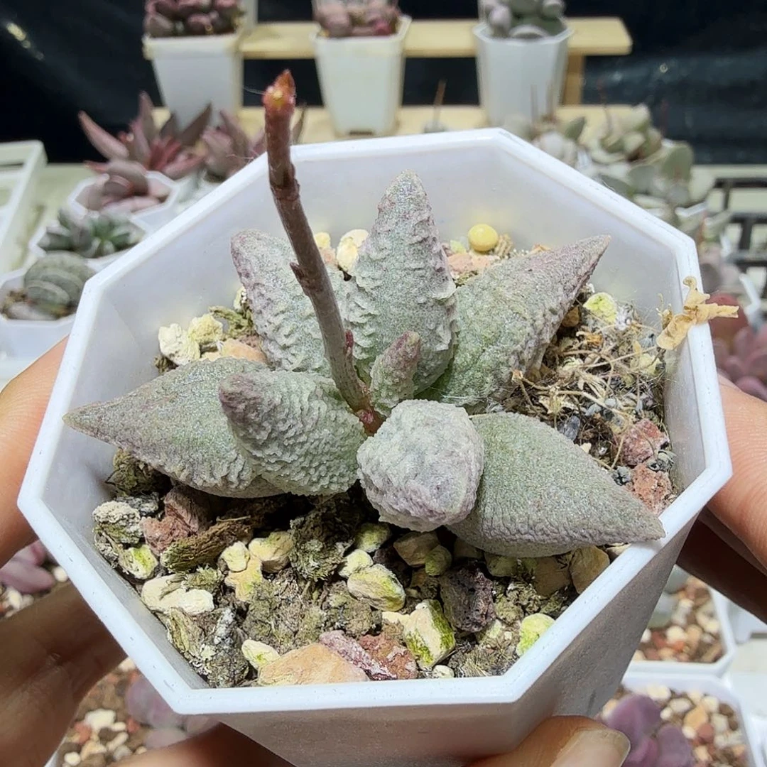 热***O融化纹冰淇凌水泡多肉植物