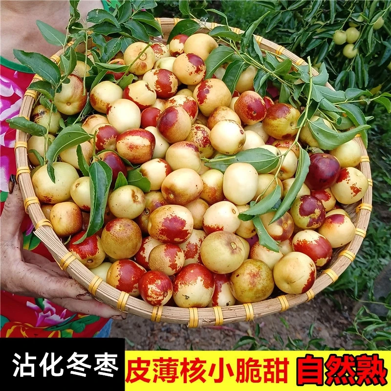 【自家果园】露天头茬冬枣正宗山东沾化当季自然熟1斤3斤5斤现摘