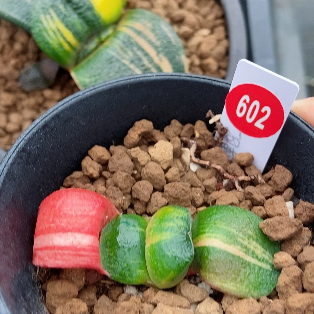 602卧牛锦大蝴蝶带盆发货