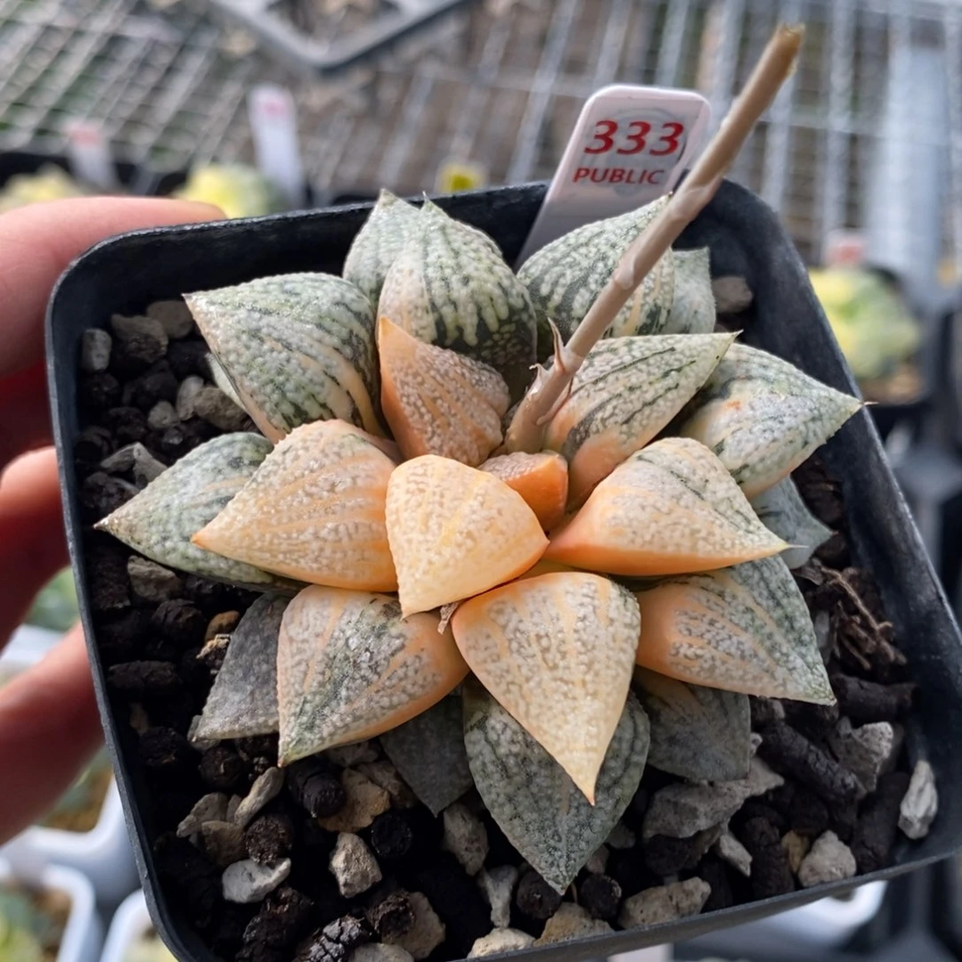 333号实生白银锦带盆