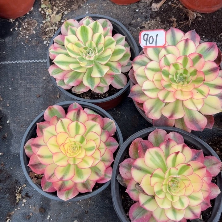 多肉植物901不售后