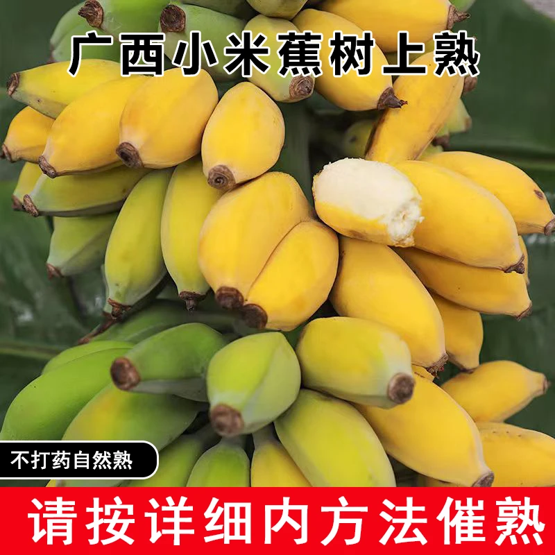 【按说明书催熟放软吃】广西小米蕉新鲜青蕉拇指香蕉酸甜可口整箱