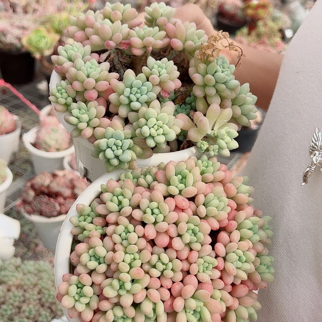 鱼子酱洛可可整桩