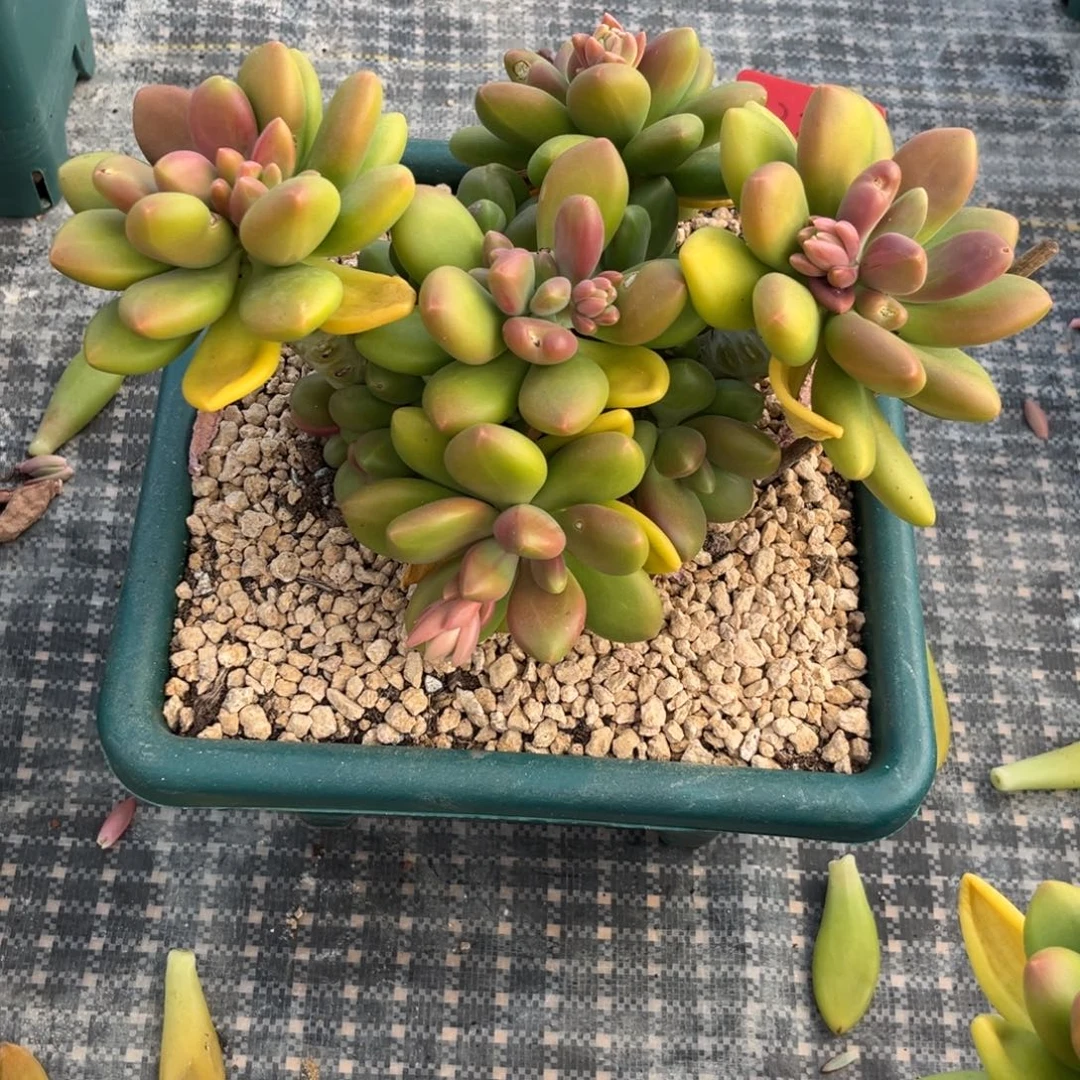 三****2326下午多肉植物群生
