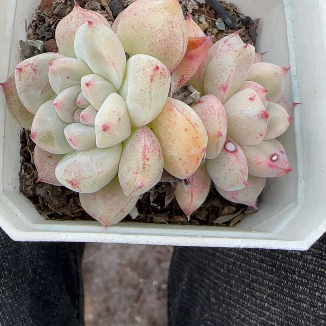 多肉小卡拉米糖心一物一拍