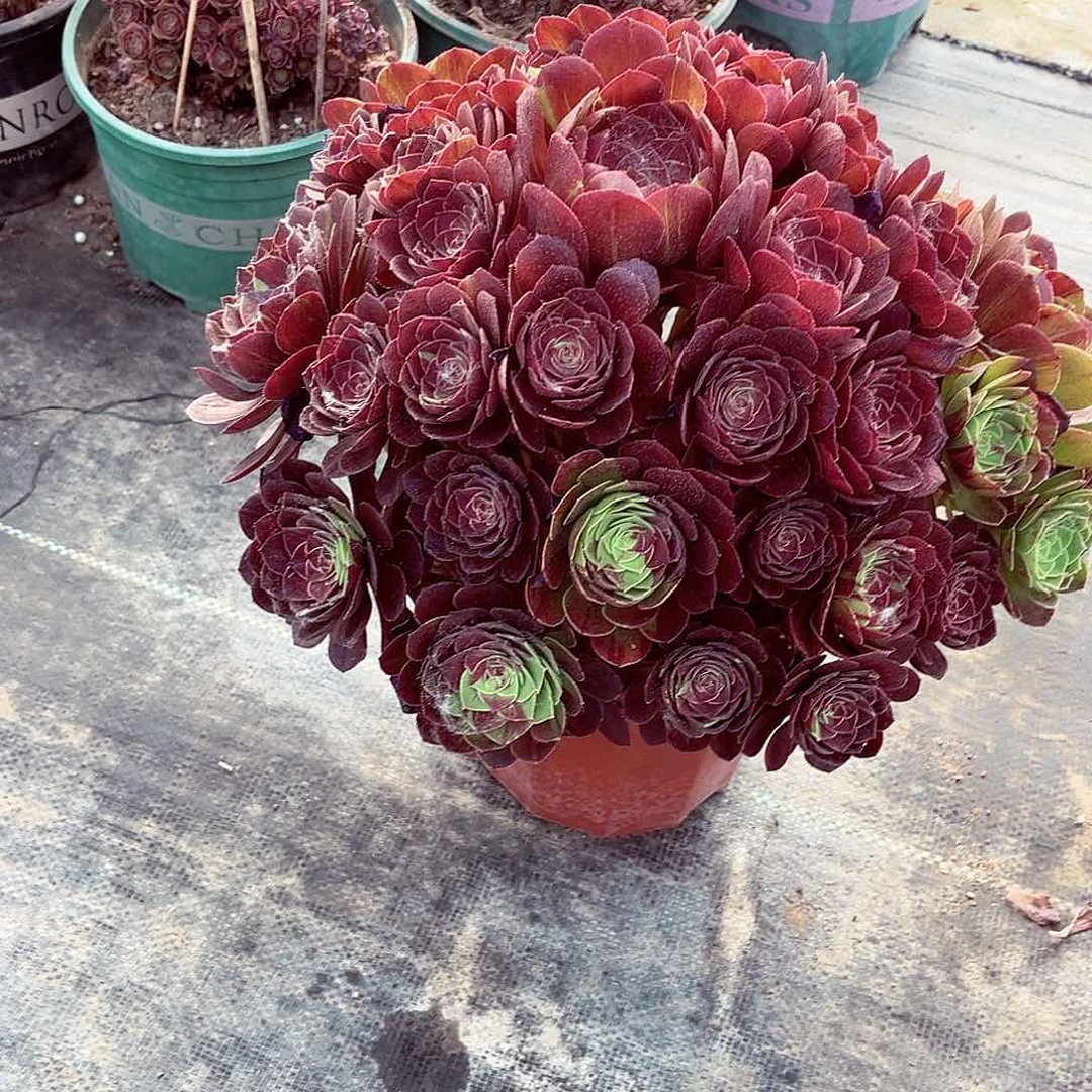 法师多肉哈哈哈哈