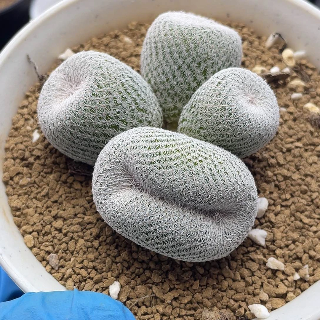 嘟嘟嘴月世界缀化微瑕