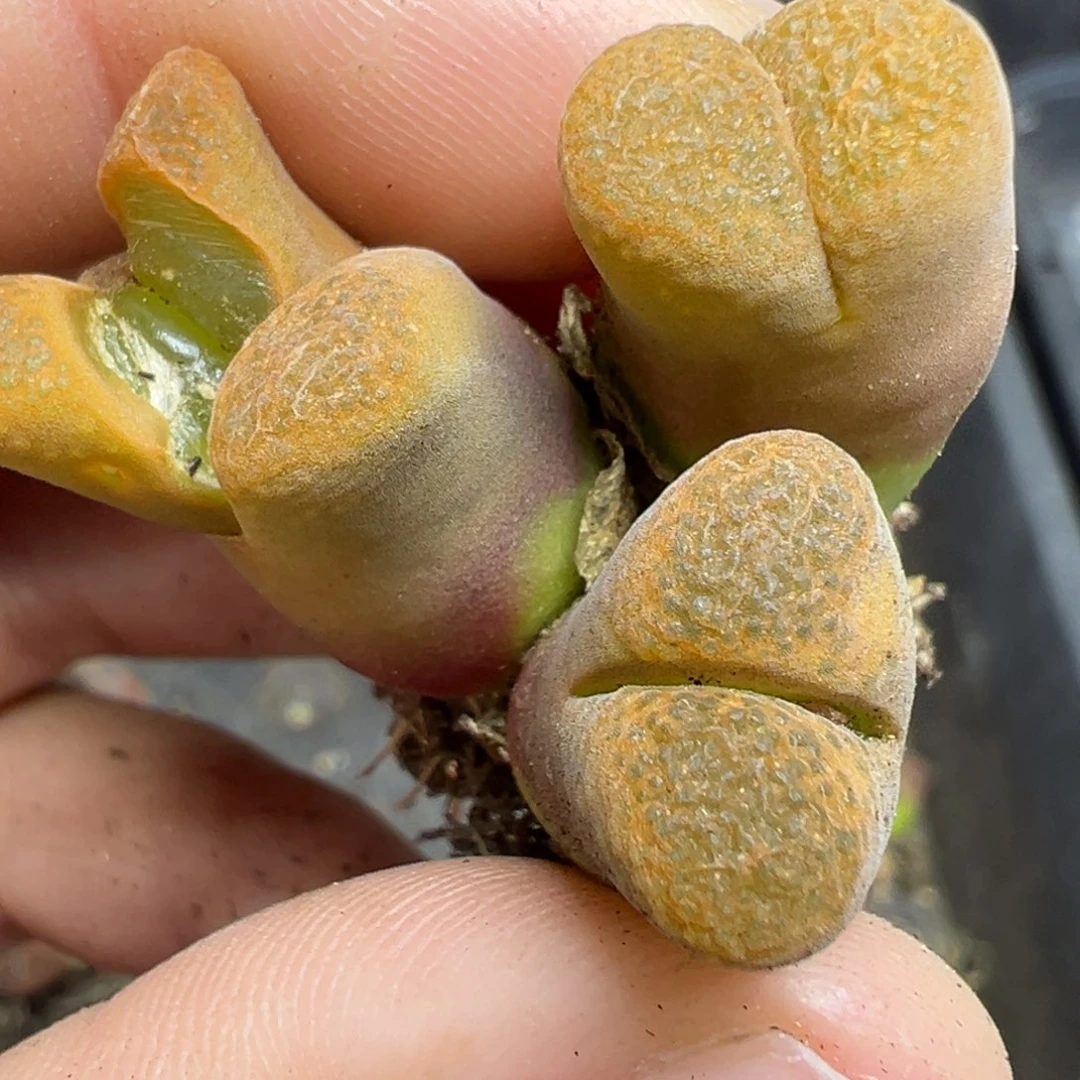 【闪购商品】696….