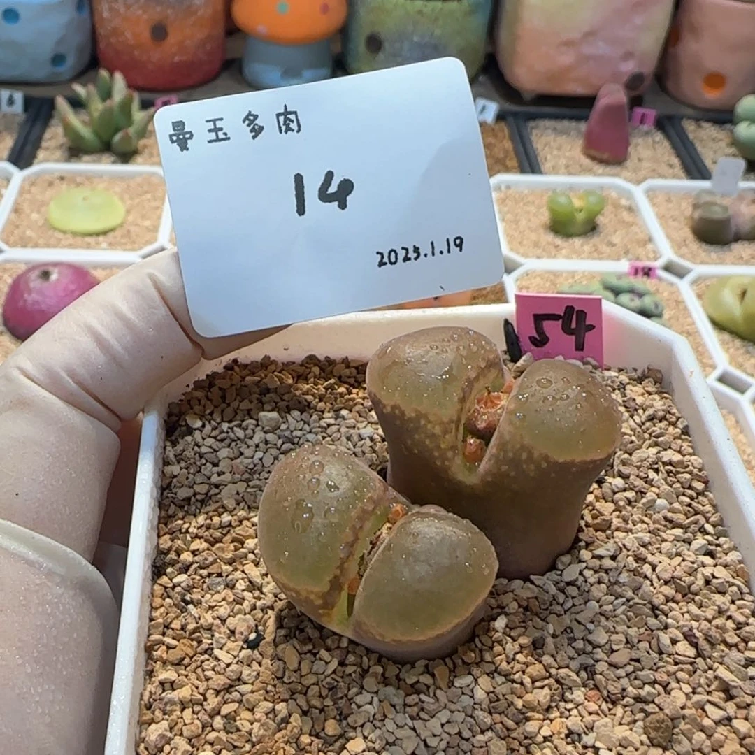 s****s多肉多肉多肉1.19-014summer