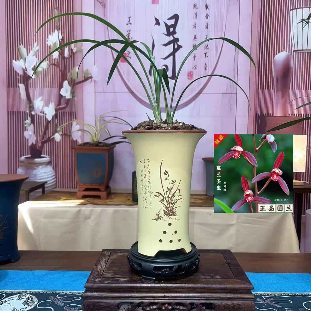 国兰高端建兰茗品《墨宝》三剑客之一原生老种苗易栽易养活送人佳品