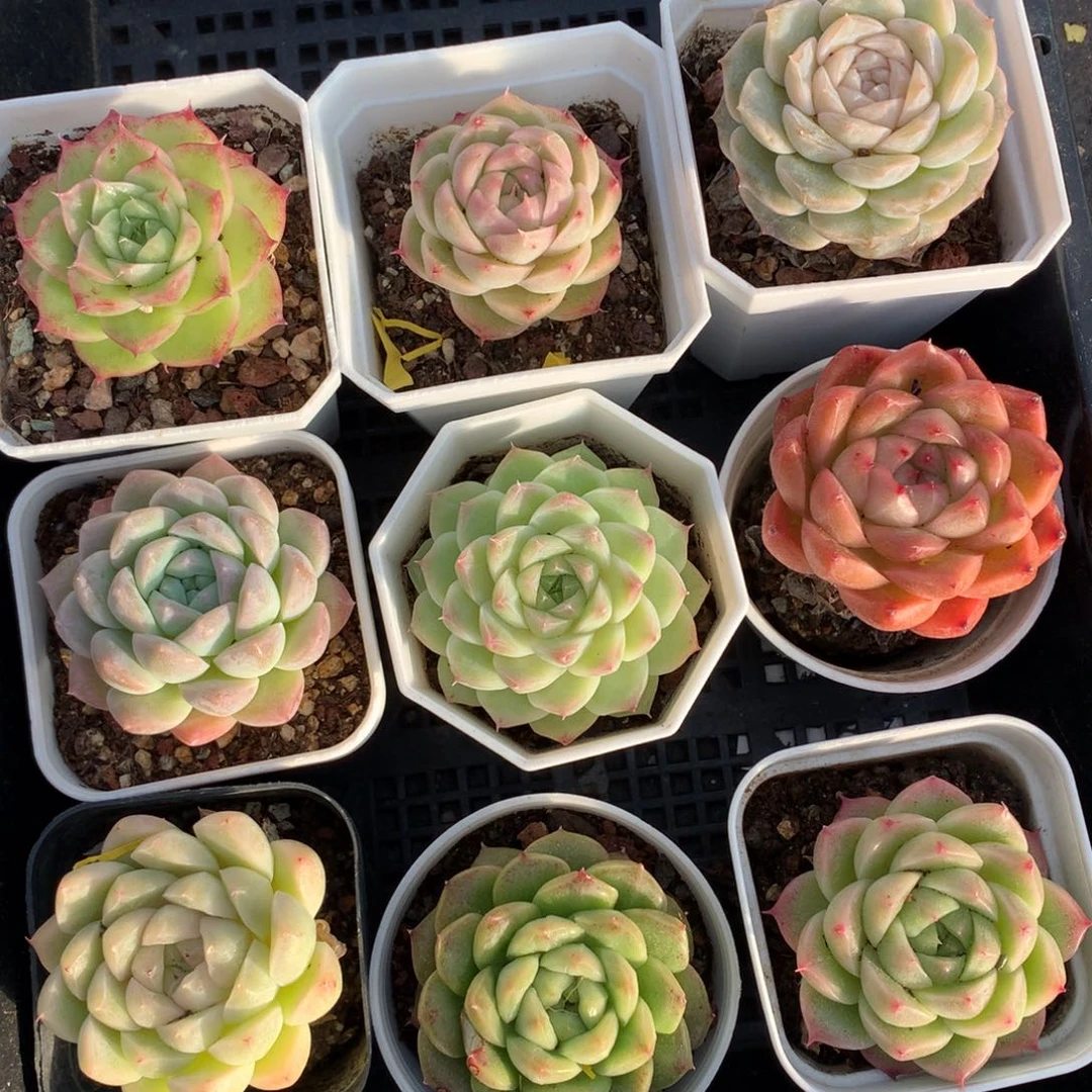 1210-98 套餐一组