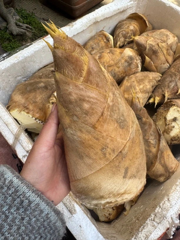 慕山居 春笋 黄山歙县黄泥笋 红泥笋 当日现挖 去根发货