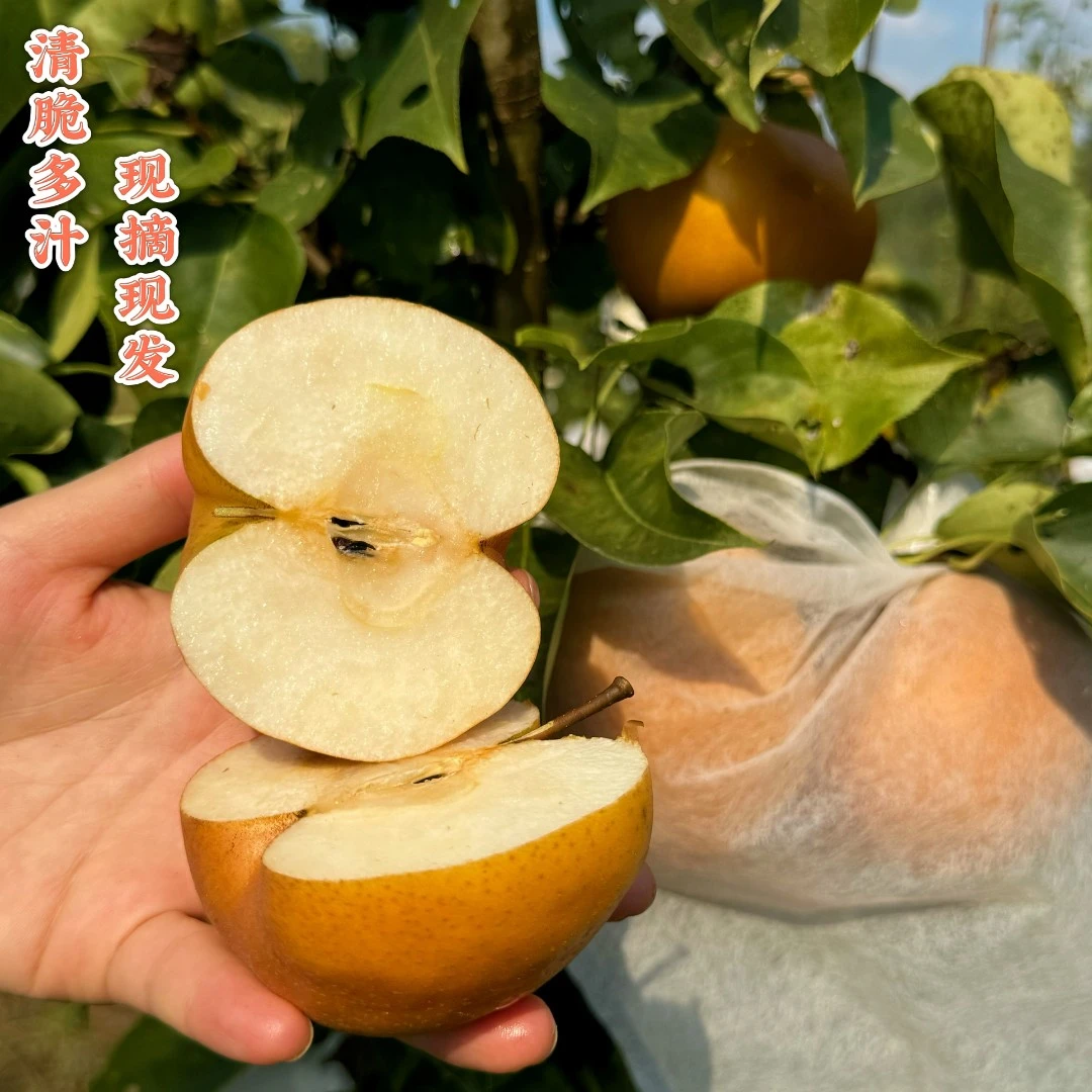 湖北恩施塘坳梨细腻化渣脆甜爆汁果园直采现摘应季水果礼盒包邮