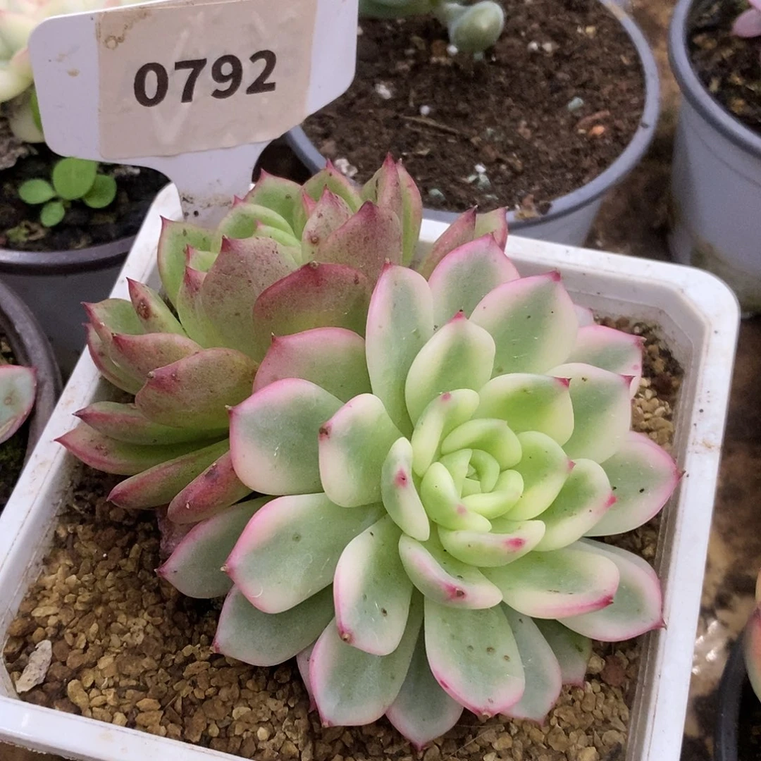 792哈哈恍恍惚惚哈哈哈