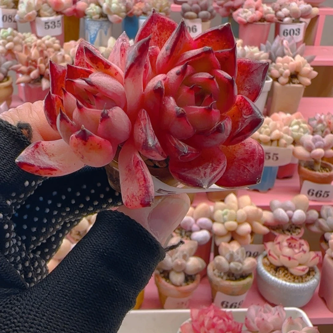 诺玛德358 （38元包邮），带盆土发，月鸣多肉。