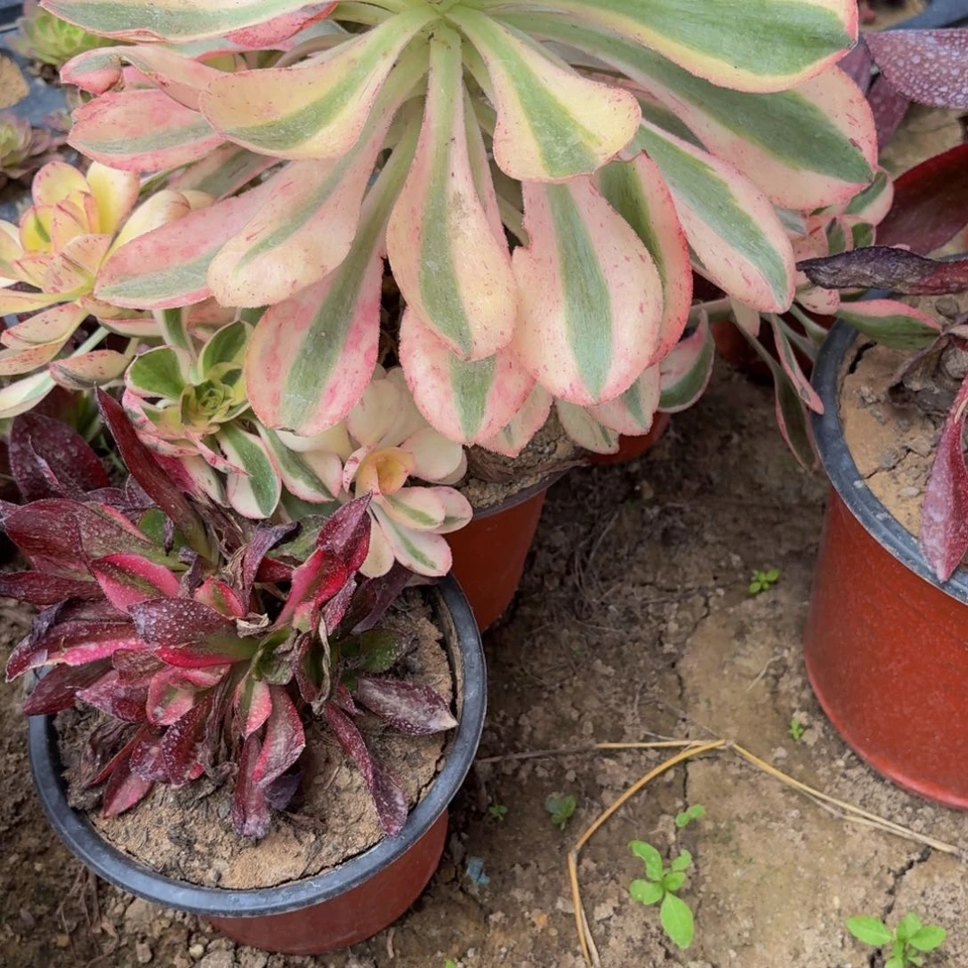 无花朵809多肉植物捧花的