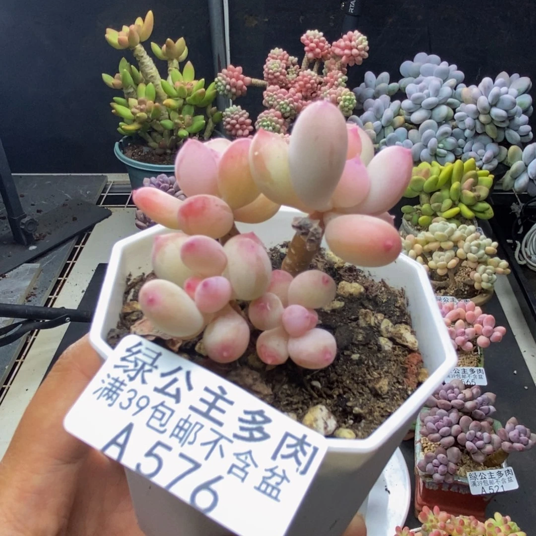 576苹果奶二代多肉5c m