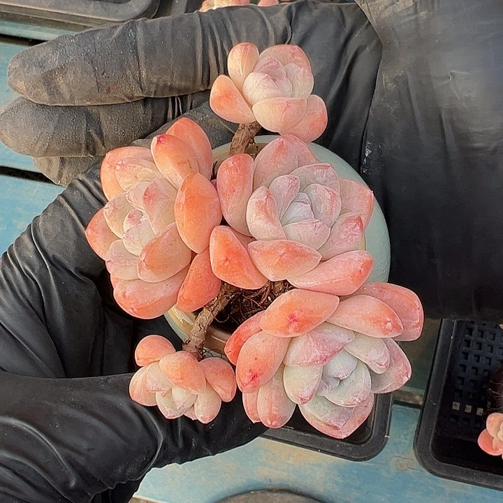 五头冰玉带盆发的时候