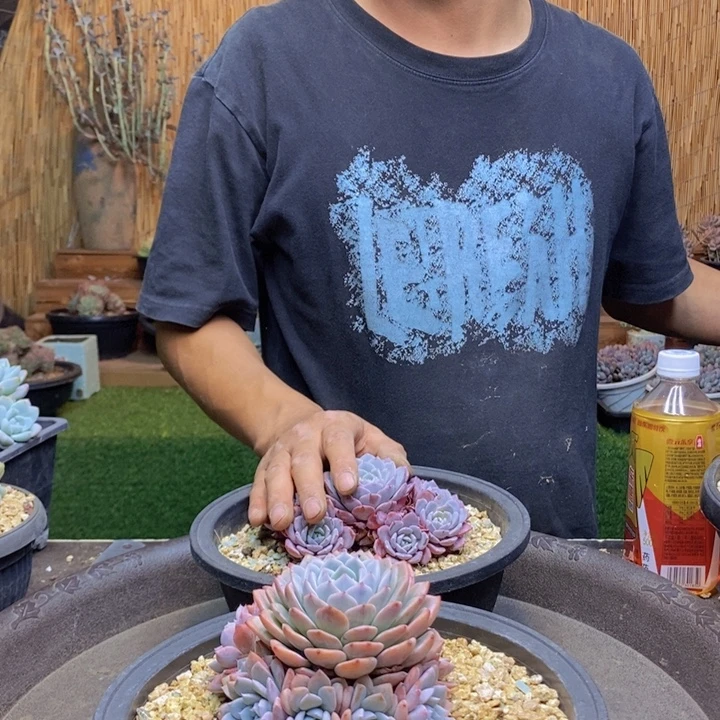 猫***️589号海棠花多肉植物
