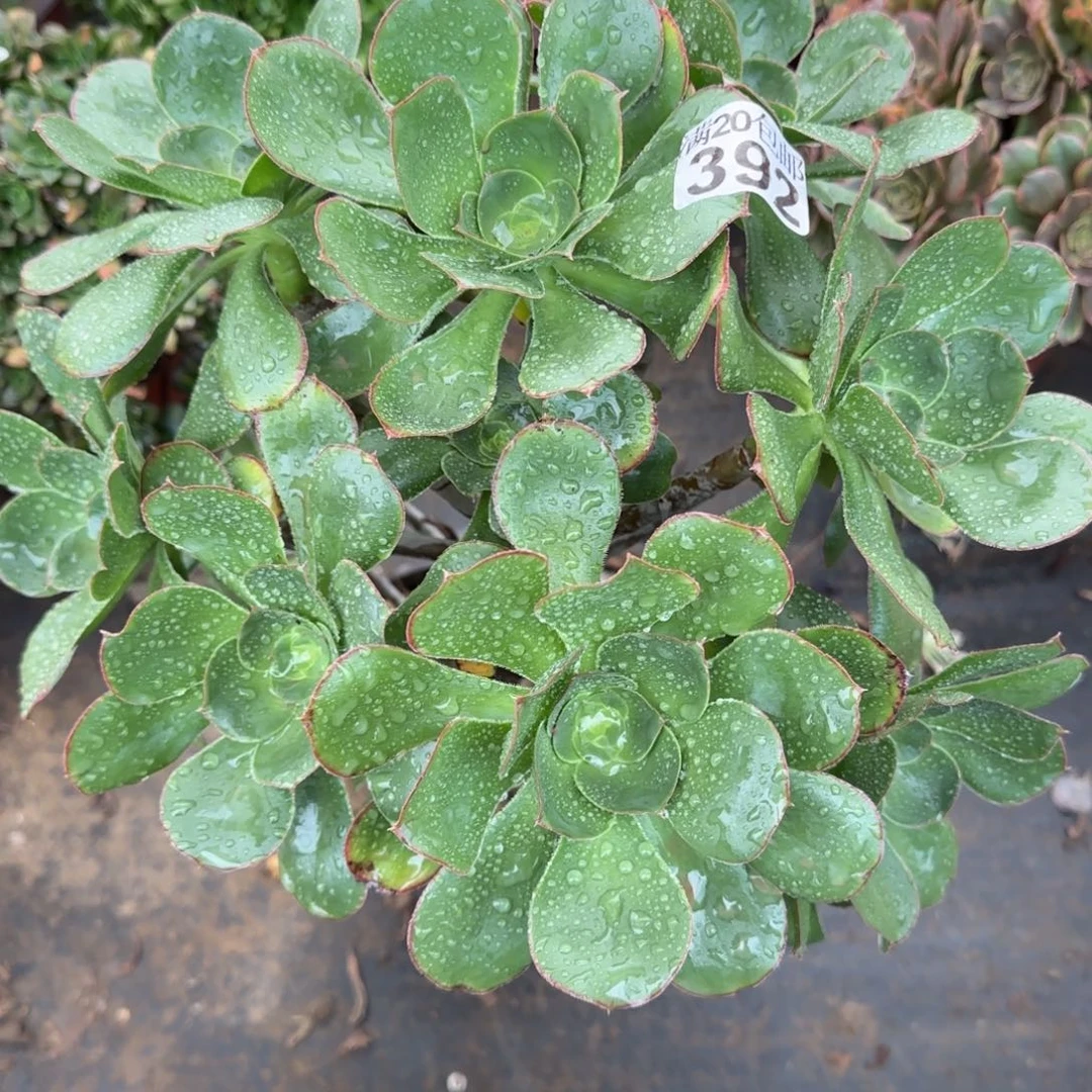 艳姿392满20包邮断枝不包