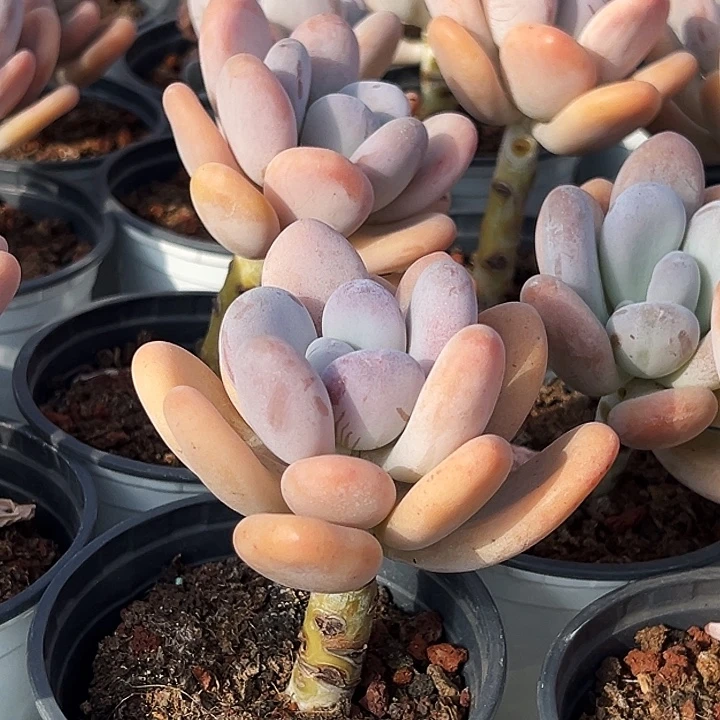 橙雪球           福利多多