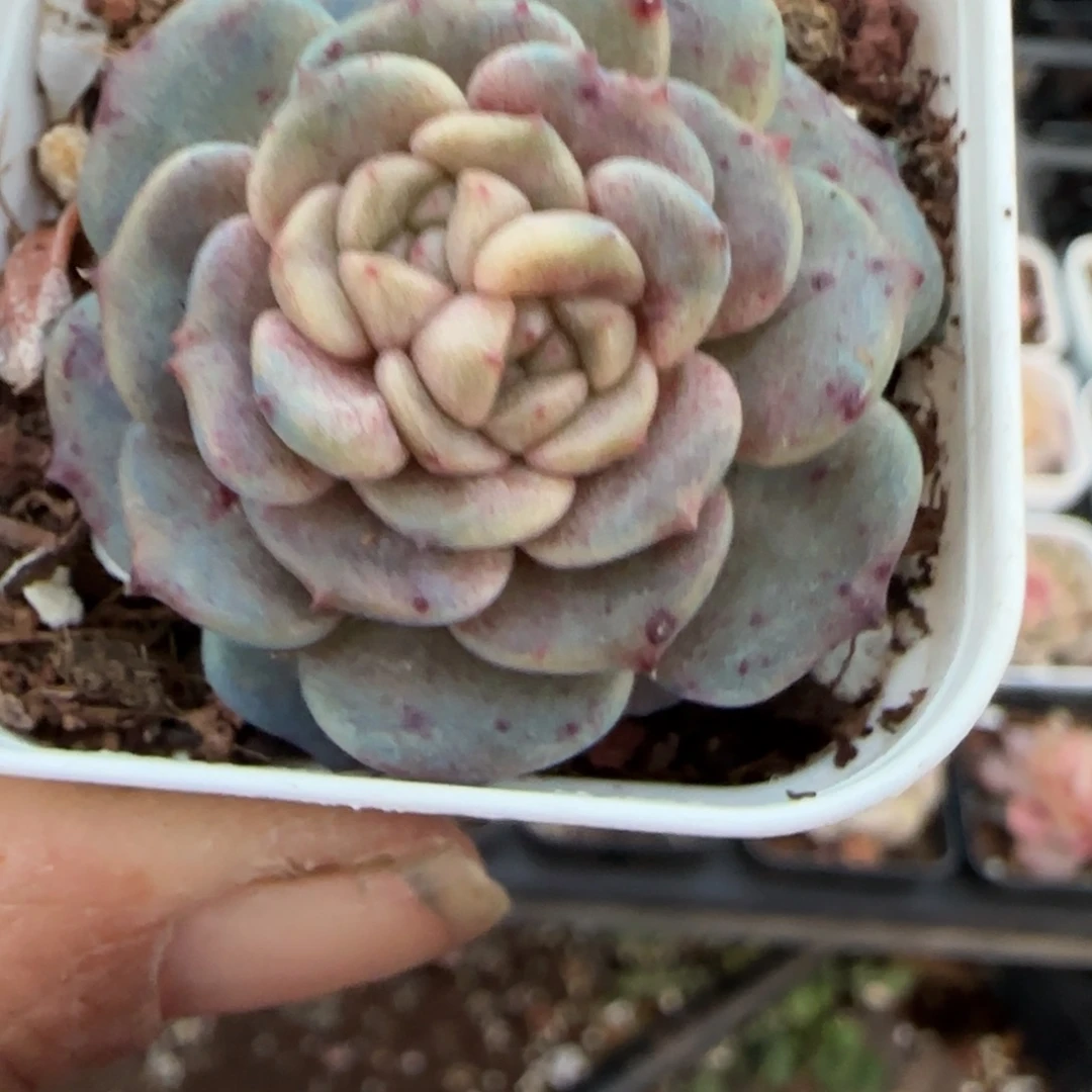 多肉小卡拉米糖心一物一拍