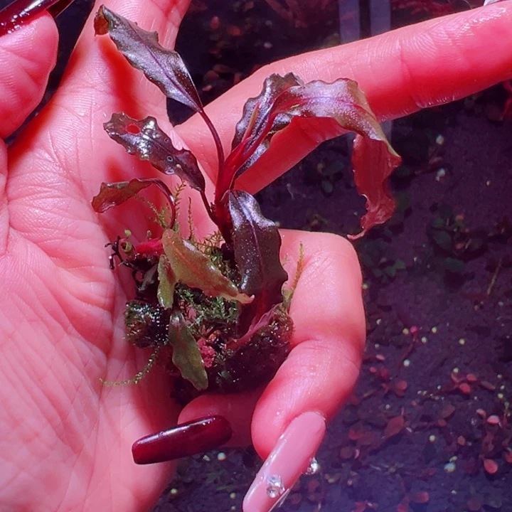 福利5号福利价植物一头