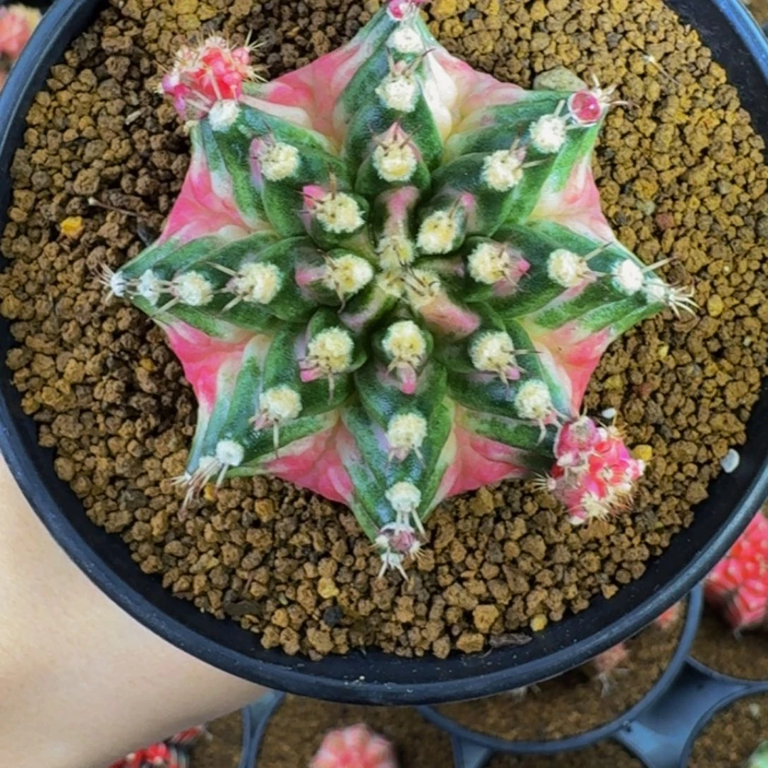 樱花海神锦00000000000102