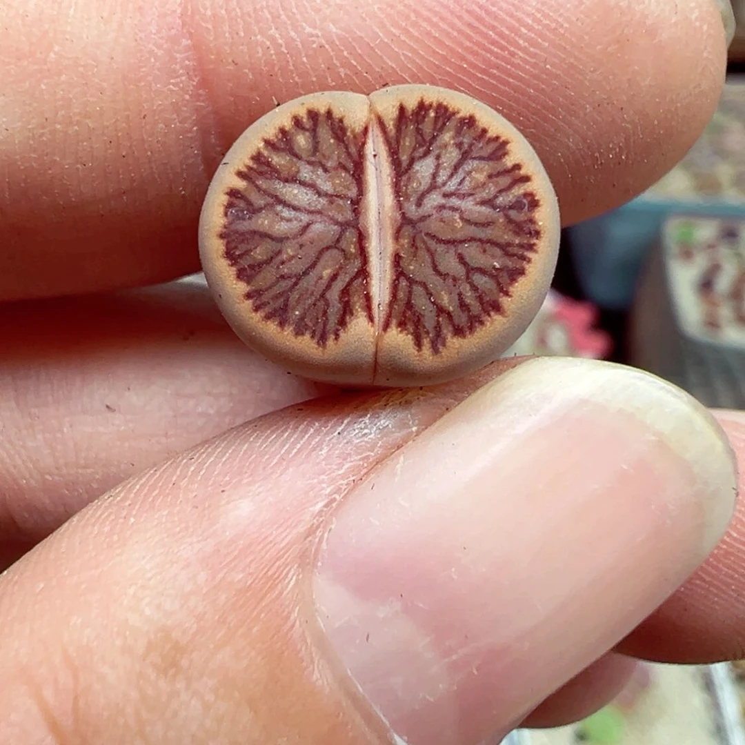 去***糖无花朵优秀的肉肉623-43
