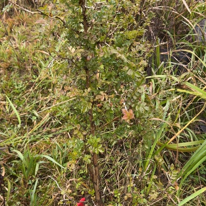 燕***儿无花朵5号野生刺梨一颗