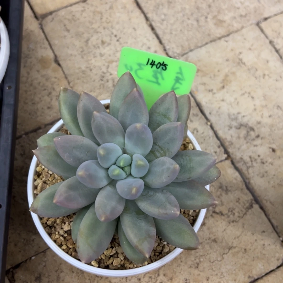 1405黄胖体哥特。