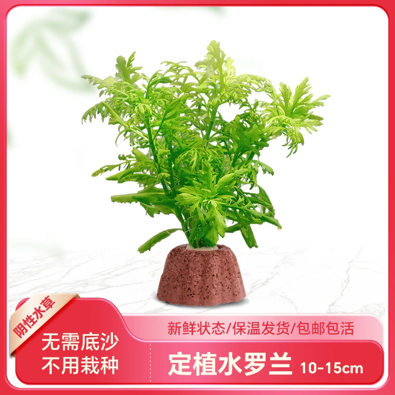 【水罗兰水草】爆氧水草根系发达淡水阴性水草淡水新手定植不用栽种
