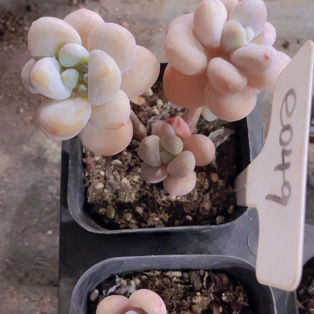 甜*洛神e049一物一拍