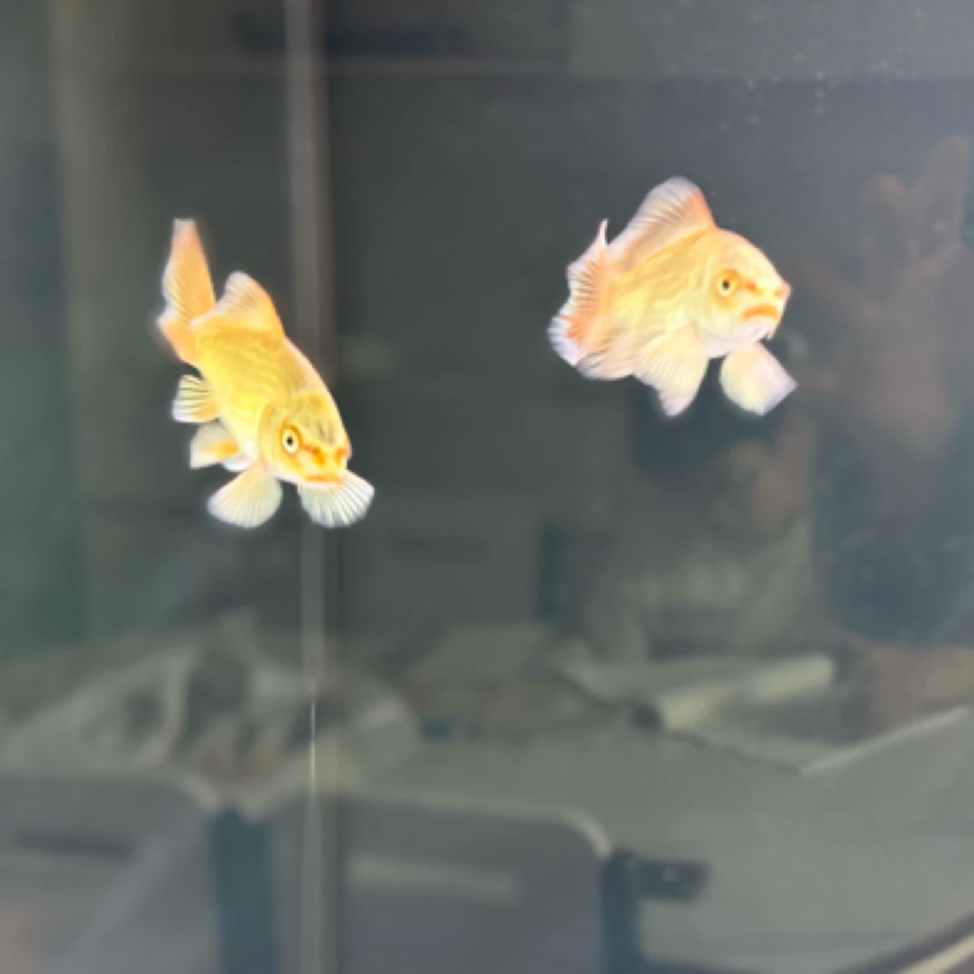 蝴蝶鲤，圆头顺背，七鳍张力好